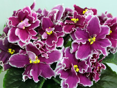 photo_nor for ЕК-Дворец Султана