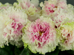 photo_nor for АВ-Экстаз (779-7)