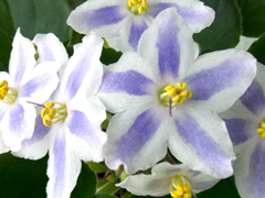 photo_nor for DS-Лунная Дорожка