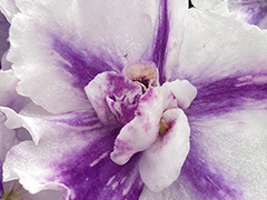 photo_nor for С-Цветочные Часики (22-375)
