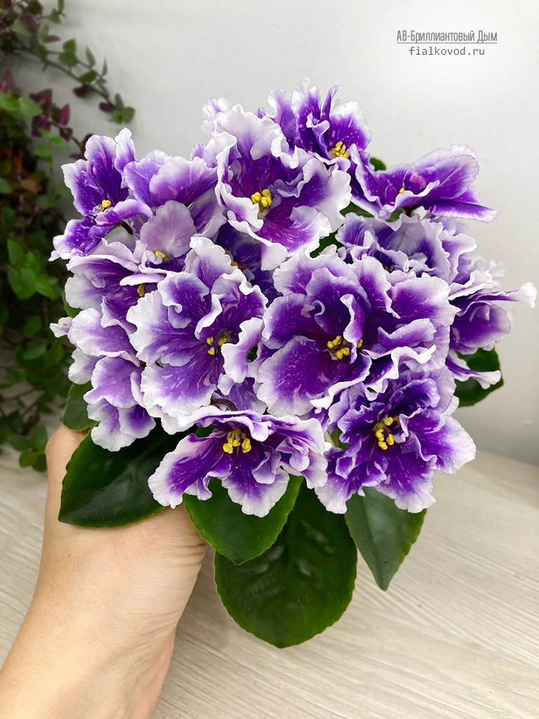 АВ-Бриллиантовый Дым (855-398)