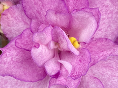 photo_nor for С-22-520, сеянец