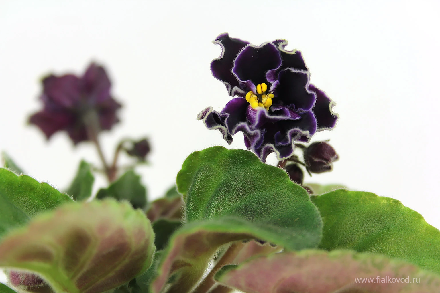 АВ-786-29, сеянец