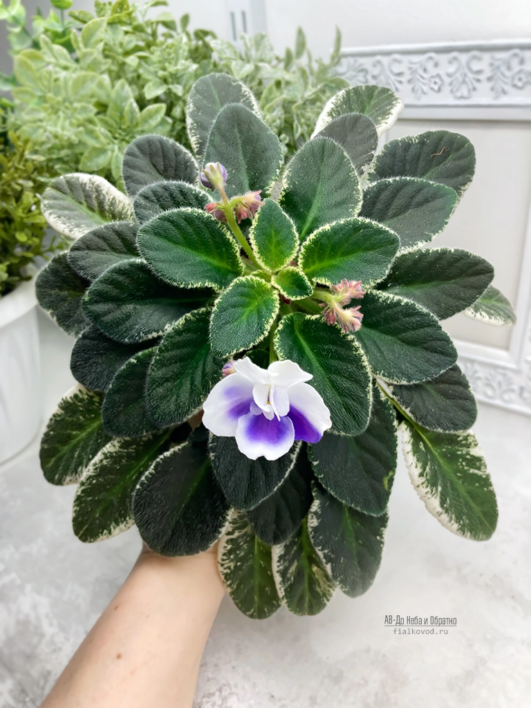 ав-до неба и обратно.jpg