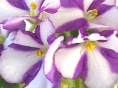 photo_nor for Fay's Rachel