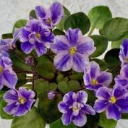 photo_nor for КГА-Янтарная Шкатулка 