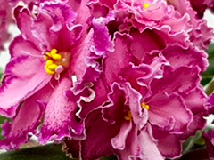 photo_nor for Невские Зори