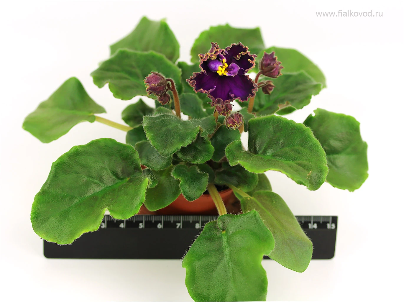 АВ-814-55, сеянец