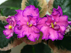photo_nor for Buckeye Colossal
