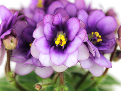 photo_nor for АВ-Ежик в Тумане (802-1)