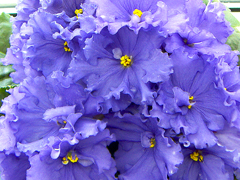 photo_nor for ЕК-Адмирал