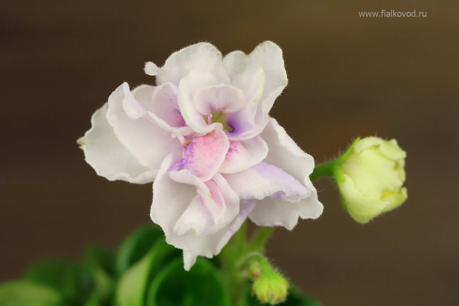 АВ-833-55, сеянец