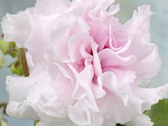 photo_nor for АВ-Зефирная Сказка (877-281)