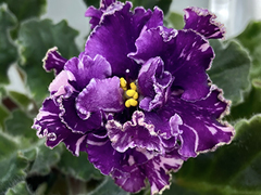 photo_nor for С-21-111, сеянец