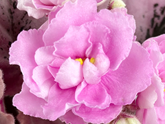 photo_nor for С-22-476, сеянец