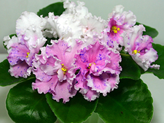 photo_nor for РС-Маэстро