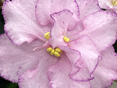 photo_nor for С-Даная (22-106)