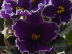 photo_nor for ЦМ-Ленинградская Симфония