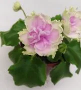 photo_nor for Morgan's Drifters Rose