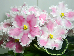photo_nor for РС-Эликсир Красоты
