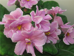 photo_nor for Pink Amiss