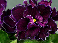 photo_nor for АВ-Чернильное Сердце (786-29)