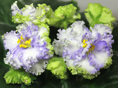 photo_nor for АВ-763-4, сеянец