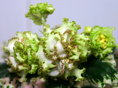 photo_nor for Ян-Каприз