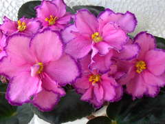 photo_nor for РС-Графиня де Монсоро