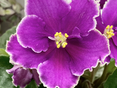 photo_nor for С-22-51, сеянец