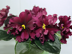 photo_nor for ЛЕ-Бетельгейзе