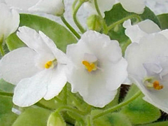 photo_nor for Н-Робинзон