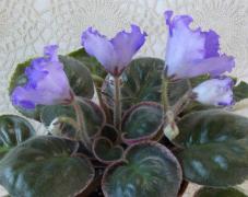 photo_nor for ЕК-Мелодия Души