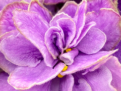 photo_nor for АВ-Шикарные Размеры