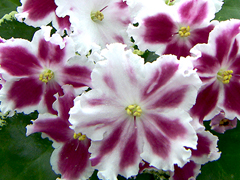 photo_nor for ЛЕ-Карусель