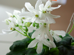 photo_nor for Lunar Lily White
