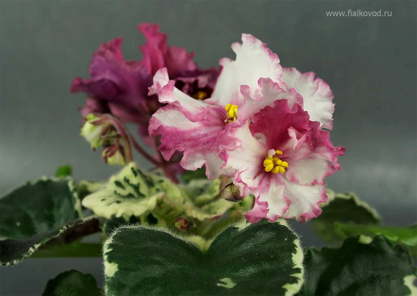 АВ-764-55, сеянец