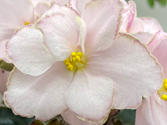 photo_nor for С-Лесная Куколка (22-319)