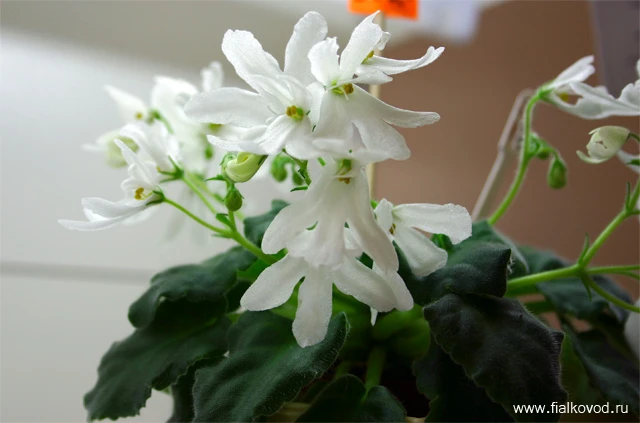 Lunar Lily