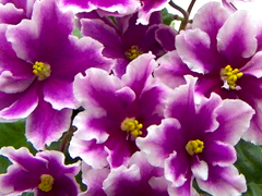 photo_nor for ЛЕ-Фуксиевая Балерина