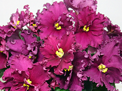 photo_nor for ЛЕ-Лето Красное