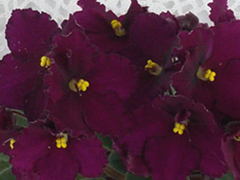 photo_nor for Optimara Little Maya
