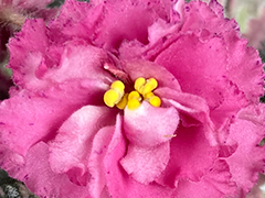 photo_nor for С-22-471, сеянец