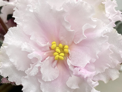 photo_nor for С-Аполлинария (22-245)