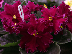 photo_nor for АВ-Сердце Матери (751-41)