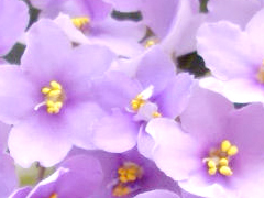 photo_nor for Lavender Bliss