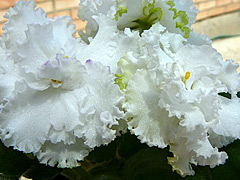 photo_nor for ЛЕ-Снежный Балет