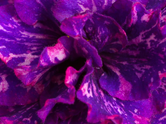 photo_nor for АВ-Ночное Искушение (872-366)