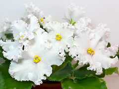 photo_nor for АВ-766-28, сеянец