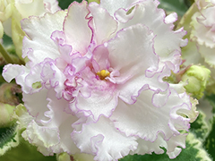 photo_nor for С-Северная История (21-122)